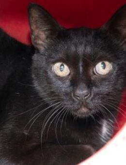 Negrita - süße Kätzin sucht Wohlfühlheim - Bad Camberg