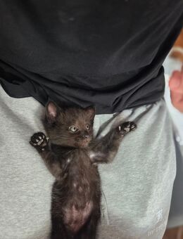 Schwarzer Kater sucht ab Anfang September neuen Dosenöffner - Duisburg