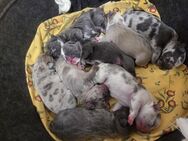 Französische Bulldoggen-Welpen ? Außergewöhnliche Qualität von Kiara & Dior - Nürnberg