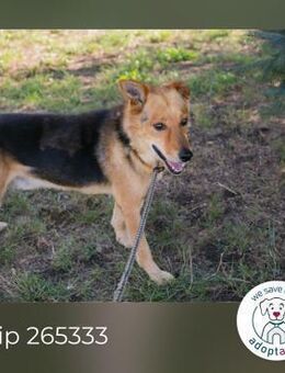 Chip 265333: Sucht ein Zuhause - Kirchzell