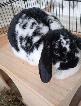 Süßes Zwergwidder Weibchen - Erfurt