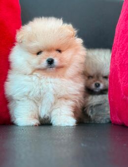 Pomeranian Zwergspitz - Berlin