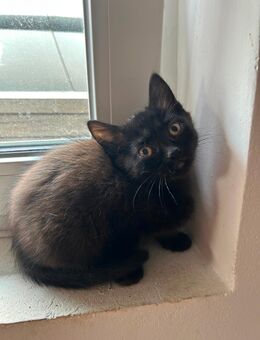 Verspieltes BKH-Siam Kitten abzugeben - Gemmingen
