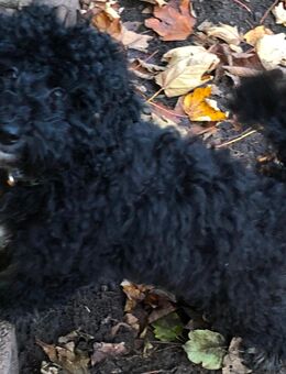 reinrassiger Zwergpudel abgabebereit - Klein Nordende