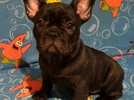 Reinrassige Französische Bulldogge Blue schwarz brindle 3 noch 🥰 - Frankfurt (Main) Innenstadt