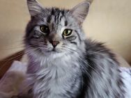 Katze abzugeben - Dortmund Hombruch