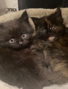 Männchen & Weibchen suchen noch ein zushsue - Hamburg