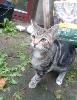 Kätzchen, Maincoon-russischblau Mix , noch ein Kätzchen - Hamburg Hamburg-Nord