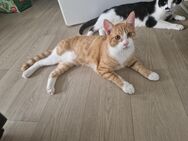 Kater - Cottbus