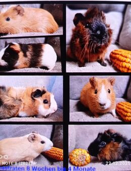 Meerschweinchen kastrierte böcke, kastraten bis 1 Jahr - Zarrentin (Schaalsee) Zentrum