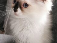 Ragdoll Kitten mit Stammbaum ab sofort - Gochsheim