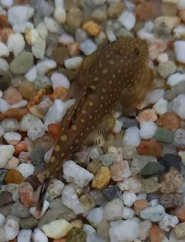 Flossensauger Borneo - Hohenroth