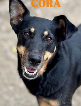 Cora vom Kettenleben ins Herz - Schwaig (Nürnberg)
