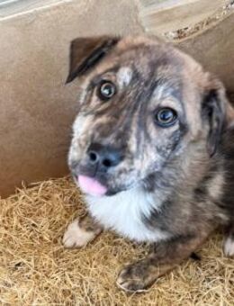❤️🐶 Süßer Junghund Peppi🐶❤️ - Eislingen (Fils)