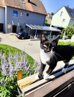 Baby Katze - Lappersdorf