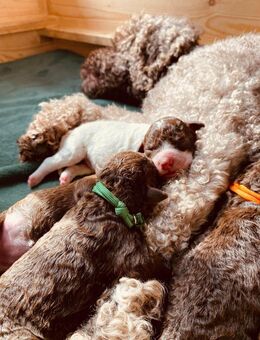 Lagotto Romagnolo Welpen mit Ahnentafel - Eckartsberga Zentrum