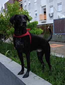 RAMEZ - geb. ca. 09/2021, - Schönaich