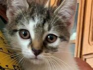 Kitten Emil sucht eine liebe Familie - Lenzen (Elbe) Zentrum