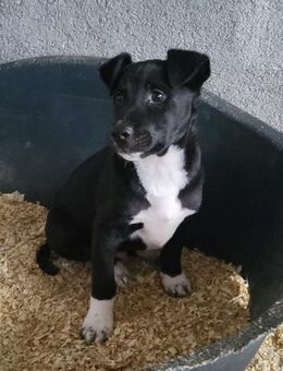 Julius 💗 junger Entdeckerbub sucht dich - Hamburg