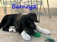 Barney2 unser Kuschelbärchen GRC - Ruppertsecken