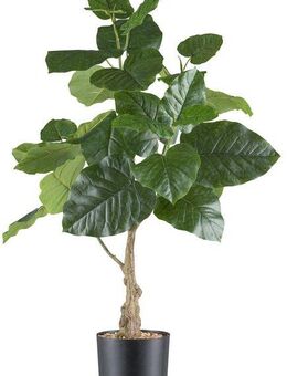 Kunstpflanze Ficus petiolaris, Creativ green, Höhe 85 cm, mit großformatigen Blättern