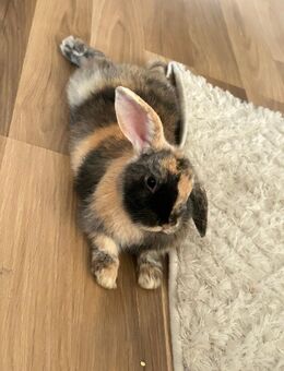 Zwei Zwergkaninchen suchen neues Heim. - Magdeburg