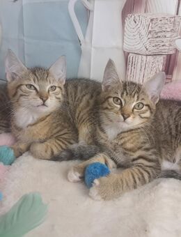 ABHOLBEREIT EKH Kitten Kätzchen Babykatzen Hauskatze Katze Kater - Sinn