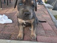 Cane Corso Mix - Borken (Hessen)
