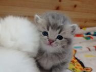 BKH Kitten zur Verkaufen - Obere Warnow