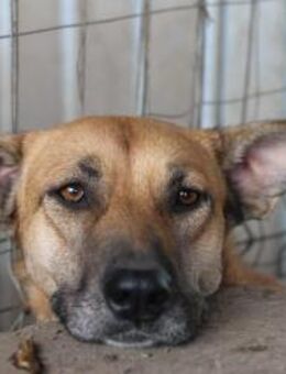 Sallie sucht Familien - Anschluss 🐾 - Elsdorf (Nordrhein-Westfalen)