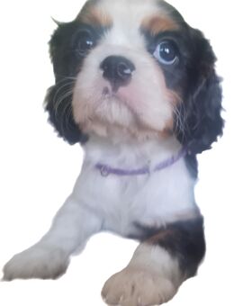 Cavaliere in Tricolor - Schipkau