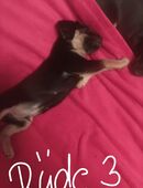 Dackelmix Welpen in 17179