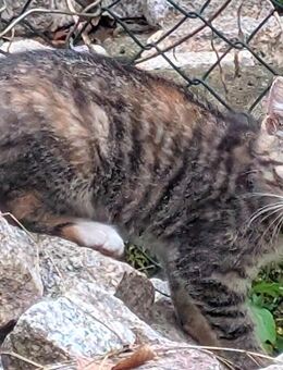 kleiner bunt getigerter Kater - Priestewitz