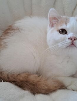 Süßes Bkh Katerchen Kitten - Münsterhausen