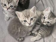 2 Kitten zu verkaufen - Ulm