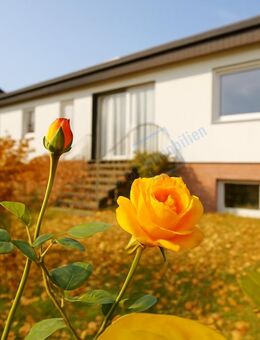 ... HERBSTROSE ... - Groß Gerau