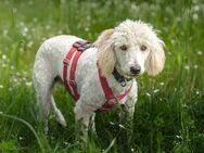 Kefir - Puli-Mix - 1 Jahr - Tierhilfe Franken e.V. - Lauf (Pegnitz) Zentrum