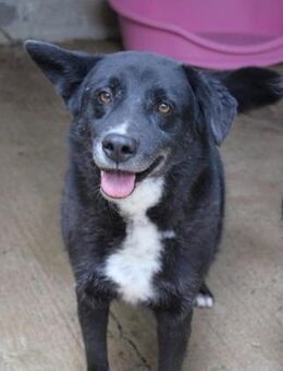 Gerry war bisher nur hinter Gitter - Fronreute