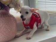 Chihuahua welpen - Bonn