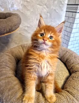 Maine Coon Kater - Liebenau (Niedersachsen)