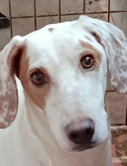 Spotty 4 -sehr sozial zu Mensch & Hund- - Oldenburg