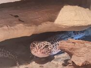 4 Leopardgeckos + 2 Terrarien - Berlin Reinickendorf