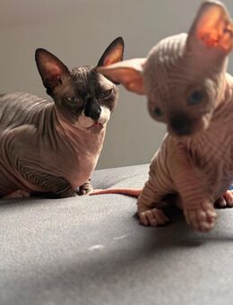 Sphinx Sphynx kitten Nacktkatzen Baby Katze sucht neues Zuhause - Plettenberg Zentrum