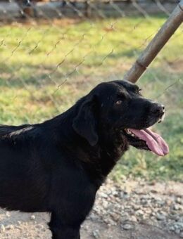 Fröhlicher, ausgeglichener Socks - Mettmann