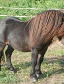 Rothensande KING OF HEARTS - gekörter Sohn von BIRLING GREY MIRAGE Mini Shetland 69 cm in 34587
