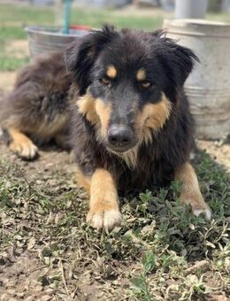 Ceddy sucht seine Pflegestelle - Celle