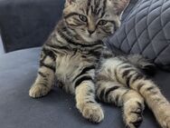 BKH Kitten-Mix - Bielefeld