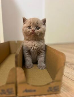 BKH kitten in Fawn/ Lilac - Blaufelden