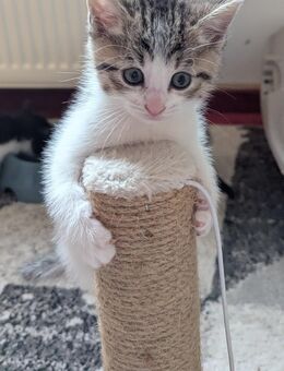 Mega süße Babykatzen abzugeben - Bünde Zentrum