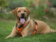 Mr. Sam - Labrador - 4 Jahre - Tierhilfe Franken e.V. in 91207